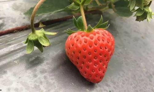 草莓视频国产,本土创新与全球视野的交融